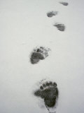 Grizzly Bear Tracks in the Snow Photographie par Michael S. Quinton