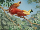 Male and Female Red Birds of Paradise Perch on a Tree Branch Photographic Print by Walter Weber