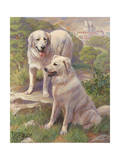 Kuvasz Dogs are Used as Watchdogs Photographic Print