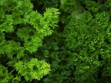 Crisp, Curling Leaves of Parsley Display a Variety of Shades of Green Photographic Print by White & Petteway 