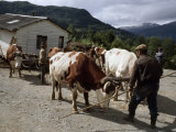 Oxen Move a House Along New President Pinochet Highway Photographie par Gordon Wiltsie
