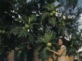 Woman Stands for a Photo in Front of Breadfruit Plants Photographic Print by Edwin L. Wisherd
