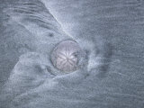 Sand Dollar on a Beach, with Patterns of Gray Sand around It Photographie par Stephen Sharnoff