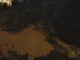 Submerged Hippopotamuses in the Waters of the Okavango Delta Photographie par Bobby Haas