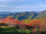 Mountain Ash Berries Glowing Red in a Craggy Gardens Mountain Scenic Photographic Print by White & Petteway 