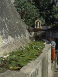 Pond at San Juan's Casa Blanca Is Covered in Water Lilies Photographic Print by Edwin L. Wisherd