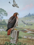 Red-Tailed Hawk Sits on Fence, Kingbird Chases Hawk Near Marsh Hawk Photographic Print by Walter Weber