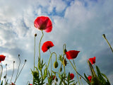 Red Poppies Backlit by the Afternoon Sun in a Cloudy Sky Photographic Print by White & Petteway 