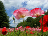 Pink Poppy Petals Shine Above a Field of Poppies in the Afternoon Sun Photographic Print by White & Petteway 