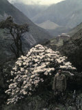 Expedition Member Stands Near One of the Konka Valley's Rhododendrons Photographic Print by Dr. Joseph F. Rock