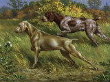 Weimaraner and German Short-Haired Pointer Point to Prey in Field Photographic Print by Walter Weber