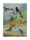 Various Birds Rest in a Birdbath and on Branches That Hang Above Photographic Print by Allan Brooks
