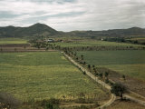 This Roads Leads to a Raw-Sugar Factory Through Cane Fields Photographic Print by Edwin L. Wisherd