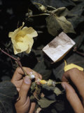 Stage in Cotton Breeding, the Transfer of Pollen, Is Illustrated Photographic Print by Willard Culver