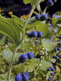 Blue Fruits of a Solomon's Seal Plant Hang in Axillary Clusters Photographic Print by White & Petteway 