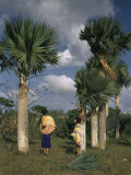 Yarey, or Hat Palms, are Used for Weaving into Large Headpieces Photographic Print by Edwin L. Wisherd