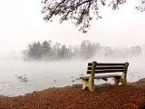 Empty Bench Overlooks Water Birds and Evergreens on a Misty Lake Photographic Print by White & Petteway 