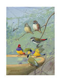 Finches Perch on the Edge of a Birdbath Photographic Print by Allan Brooks