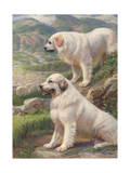 Two Great Pyrenees Dogs Guard a Flock of Sheep Photographic Print