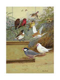 Strawberry Finches, Bengali Finch and Java Sparrows are Asian Species Photographic Print by Allan Brooks