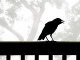American Crow Silhouetted Against a Grey Sky with His Beak Open Photographic Print by White & Petteway
