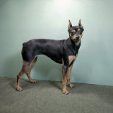 Portrait of a Miniature Pinscher, a Native of Germany Photographic Print by Willard Culver