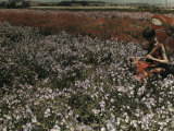 Woman Sits in a Field Full of Flowers and Sweet Peas Photographic Print by Charles Martin