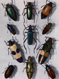 Collection of Beetles Photographic Print by Edwin L. Wisherd