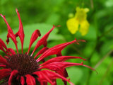 Close Up of Red Bee-Balm Flower, Pale Jewelweed Is Behind Photographic Print by White & Petteway 