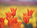 Orange Tulips in Bloom at a Flower Farm Photographic Print by Greg Dale Orange Tulips in Bloom at a Flower Farm Photographic Print by Greg Dale