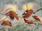 Four Rival Male Greater Birds of Paradise Vie for Female's Attention Photographic Print by Walter Weber
