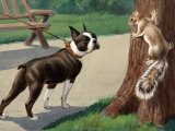 Boston Terrier Eyes a Nervous Squirrel Photographic Print by Walter Weber