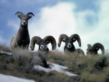Bighorn Rams Peer over the Ridge at Photographer Photographic Print by Michael S. Quinton