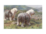 Portrait of Old English Sheepdogs Guarding a Flock of Sheep Photographic Print