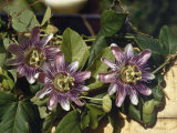 Spanish Priests Called This Flower Passionflower Photographic Print by Edwin L. Wisherd