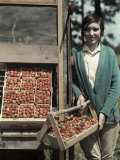Boy Stands by Strawberries That Will Be Made into Jams and Jellies Photographic Print by Edwin L. Wisherd