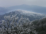 Birds Rest on Rime Ice-Tipped Tree Branches Overlooking the Mountains Photographic Print by White & Petteway 