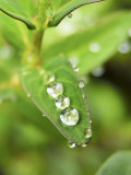 Jewel-Like Raindrops on a Saint John's Wort Leaf Photographic Print by White & Petteway 