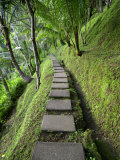 Square Stone Path on a Hillside in the Jungle Photographic Print by Eightfish