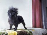 Portrait of an Affenpinscher Photographic Print by Willard Culver