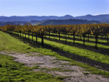 Autumn-Hued Grape Vines in a Vineyard at the Base of a Mountain Range Photographic Print by White & Petteway 