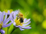 Honey Bee Collecting Pollen from an Aster Flower with Purple Petals Photographic Print by White & Petteway 