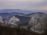Trees Along High Elevation Mountain Ridges Frosted with Rime Ice Photographic Print by White & Petteway Trees Along High Elevation Mountain Ridges Frosted with Rime Ice Photographic Print by White & Petteway