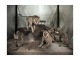 Five Lions on Display in a Museum are Shown with a Natural Setting Photographic Print by Charles Martin