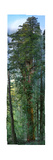 300 Foot Redwood Tree, 84 High Definition Photos Stitched Together for Save the Redwoods League Photographic Print by Nick Nichols