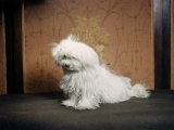 Portrait of a Maltese Dog Photographic Print by Willard Culver