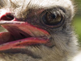 Close View of an Emu's Face Photographic Print by Stacy Gold