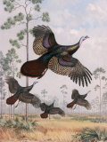 Flushed Out of Hiding, Wild Turkeys Take Flight Near Tall Pine Trees Photographic Print by Walter Weber