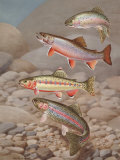Four Species of Trout, Rarely Seen Together, Depicted in Wind River Photographic Print by Walter Weber
