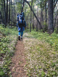 Woman Backpacking a Woodland Trail Through Wildflowers Photographic Print by Greg Dale